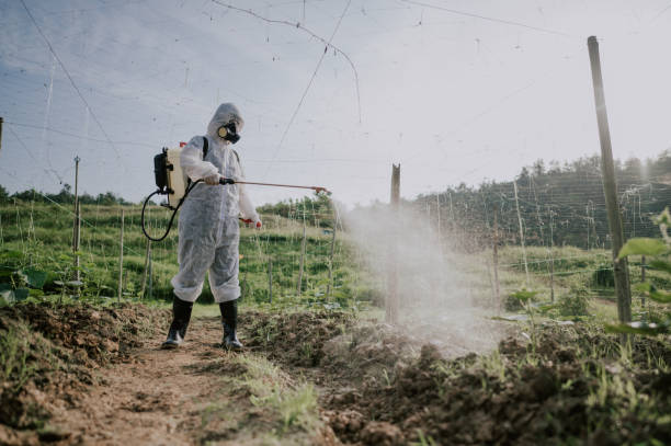 Best Ant Control Services  in Pharr, TX