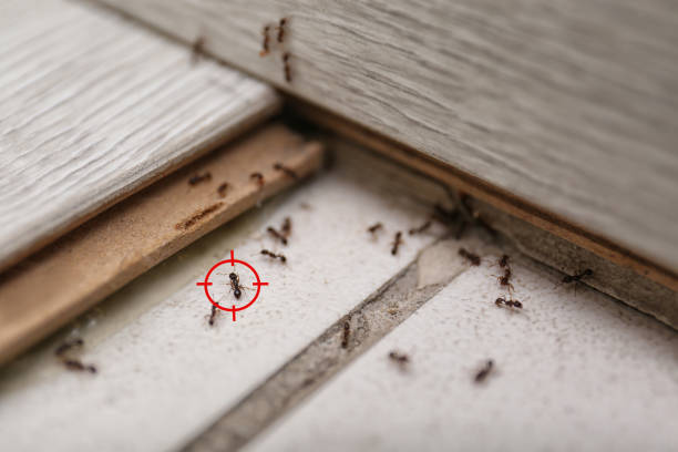 Best Rat Extermination Near Me  in Pharr, TX