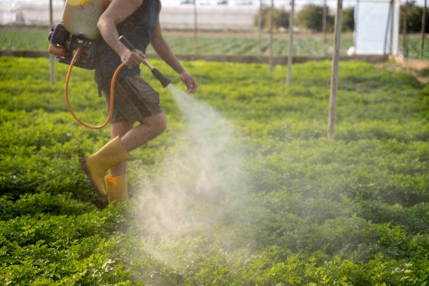 Best Wasp Removal Services  in Pharr, TX