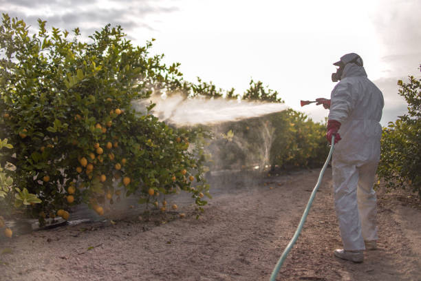 Best Spider Control Near Me  in Pharr, TX