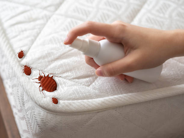 Best Cockroach Control Services  in Pharr, TX
