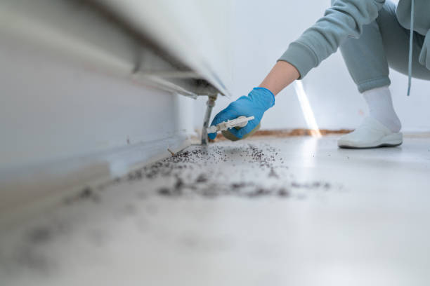 Best Flea Control Services  in Pharr, TX